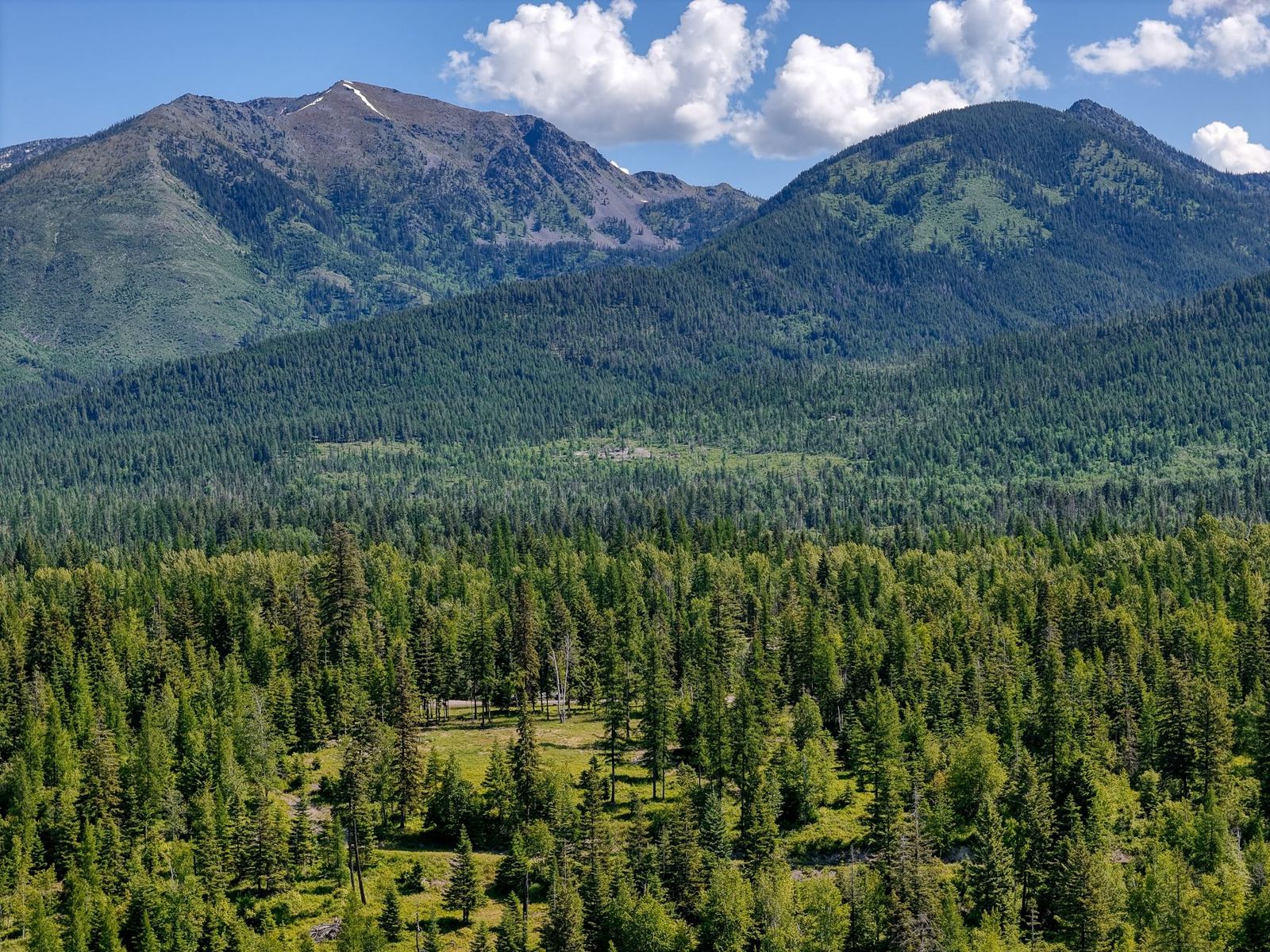 Forested mountain land with room for a future Montana home